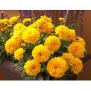 Кореопсiс Coreopsis